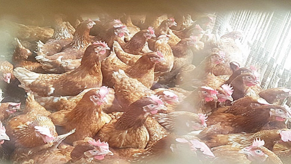 ไก่ไข่ปรับตัวเพิ่มขึ้น !!! ไก่ไข่ปรับตัวเพิ่มขึ้น !!!