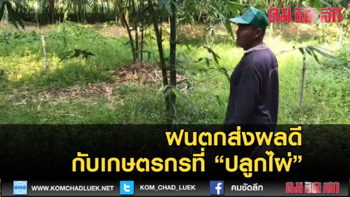 (คลิปข่าว) ฝนตกส่งผลดีกับเกษตรกรที่ปลูกไผ่