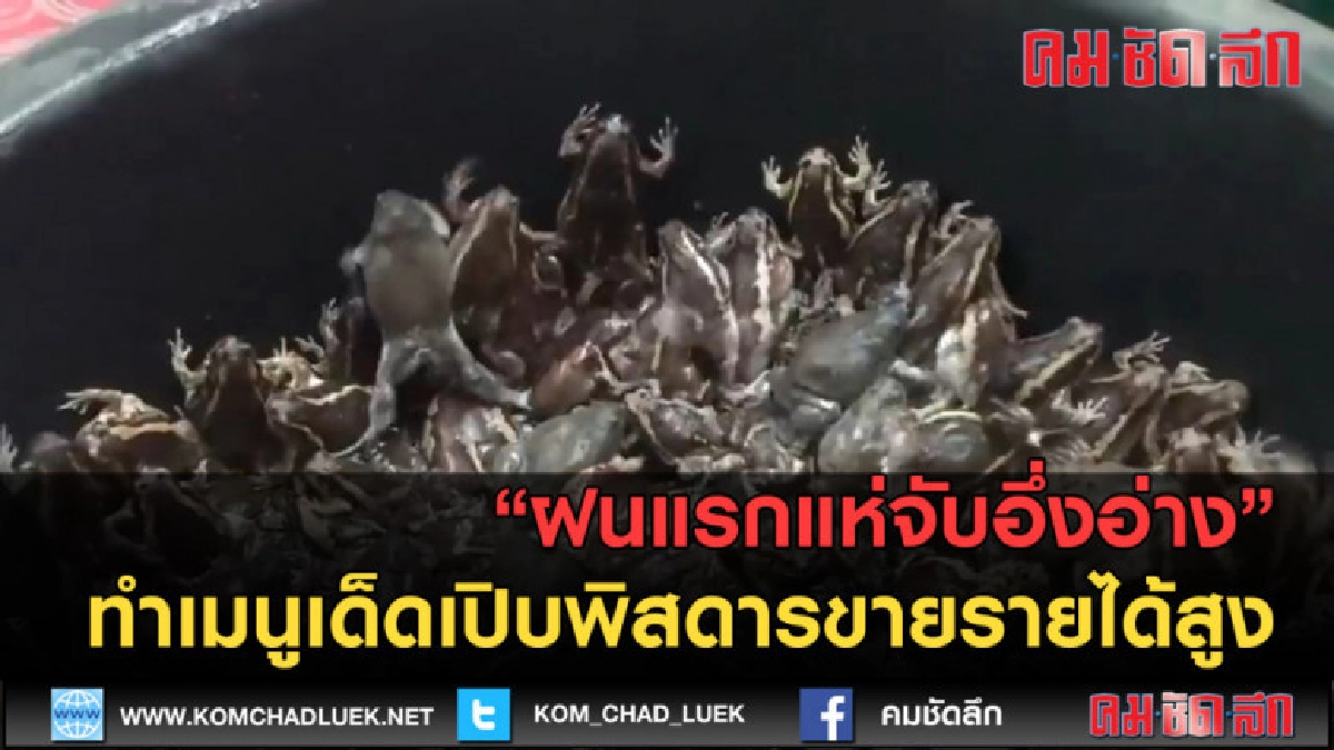 (คลิปข่าว) ฝนแรกแห่จับอึ่งอ่างทำเมนูเด็ดเปิบพิสดาร (คลิปข่าว) ฝนแรกแห่จับอึ่งอ่างทำเมนูเด็ดเปิบพิสดาร
