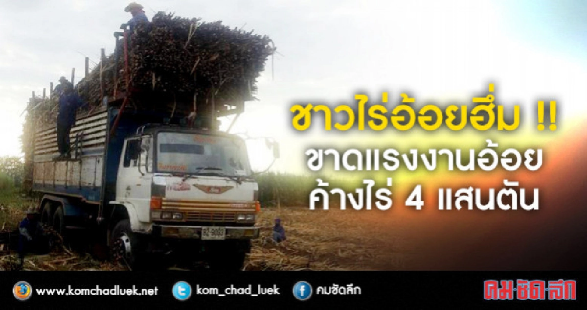 ขาดแรงงานอ้อยค้างไร่ 4 แสนตัน !!