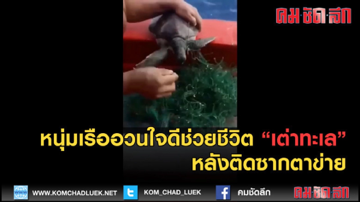 (คลิปข่าว)หนุ่มเรืออวนใจดีช่วยชีวิตเต่าทะเล หลังติดซากตาข่าย