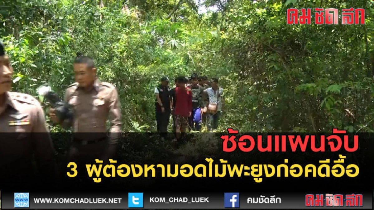 (คลิปข่าว) ซ้อนแผนจับ 3 ผู้ต้องหามอดไม้พะยูงก่อคดีอื้อ