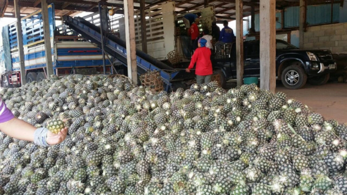 เกษตรฯเร่งแก้ไขปัญหาผลผลิตสับปะรดโรงงาน