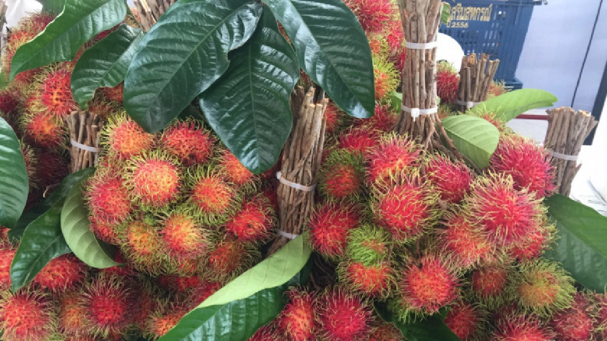 เปิดข้อมูลไม้ผลภาคใต้ตอนบนรอบแรก คาดผลผลิตรวมเพิ่ม 79%