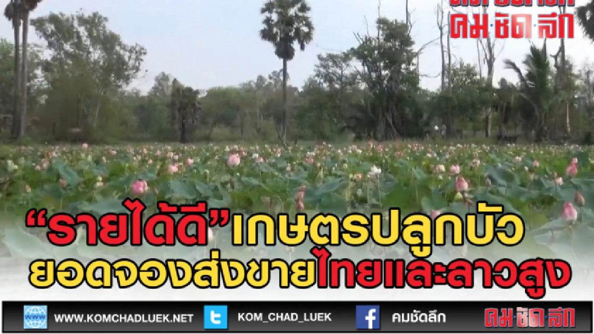 (คลิปข่าว) บัวขึ้นก็เป็นข่าว เกษตรกรส่งขายทั้งไทยและลาว