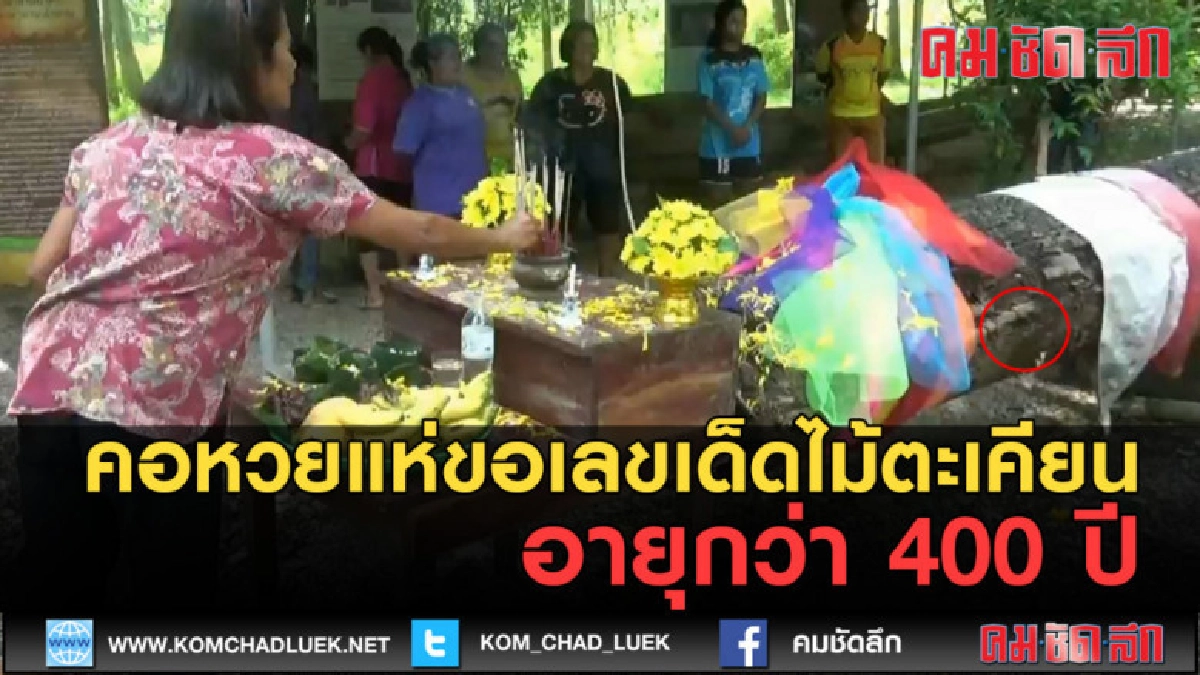 (คลิปข่าว) คอหวยแห่ขอเลขเด็ดไม้ตะเคียนอายุกว่า 400 ปี (คลิปข่าว) คอหวยแห่ขอเลขเด็ดไม้ตะเคียนอายุกว่า 400 ปี