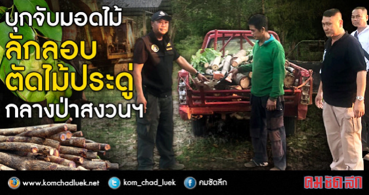 บุกจับมอดไม้ลักลอบตัดไม้ประดู่กลางป่าสงวนฯ