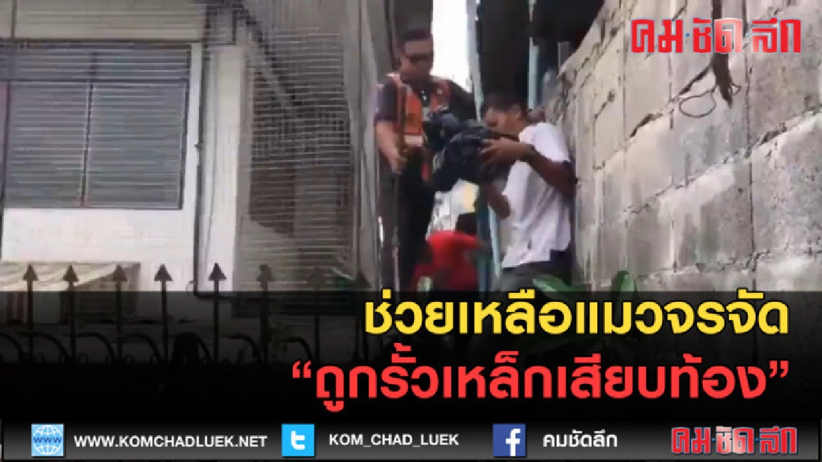 (คลิปข่าว) ช่วยเหลือแมวจรจัดถูกรั้วเหล็กเสียบท้อง (คลิปข่าว) ช่วยเหลือแมวจรจัดถูกรั้วเหล็กเสียบท้อง