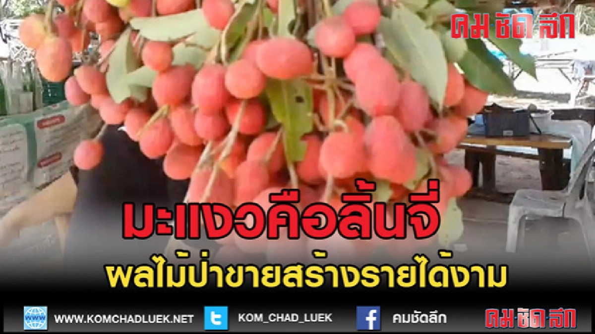 (คลิปข่าว)มะแงวหรือลิ้นจี่