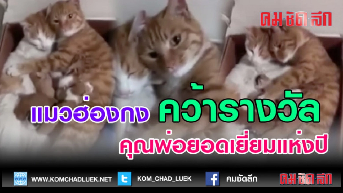 (คลิปข่าว)แมวฮ่องกง คว้ารางวัลคุณพ่อยอดเยี่ยมแห่งปี (คลิปข่าว)แมวฮ่องกง คว้ารางวัลคุณพ่อยอดเยี่ยมแห่งปี