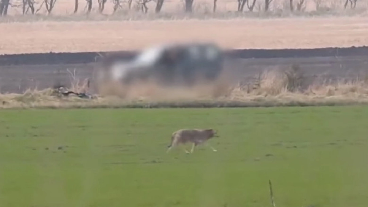 หมาจิ้งจอกเดนมาร์กที่เพิ่งมีมาให้เห็นในรอบ 200 ปีถูกยิงตาย หมาจิ้งจอกเดนมาร์กที่เพิ่งมีมาให้เห็นในรอบ 200 ปีถูกยิงตาย