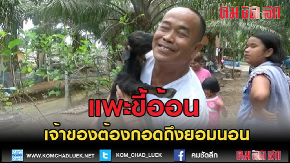 (คลิปข่าว)แพะขี้อ้อนเจ้าของต้องกอดถึงยอมเข้านอน (คลิปข่าว)แพะขี้อ้อนเจ้าของต้องกอดถึงยอมเข้านอน