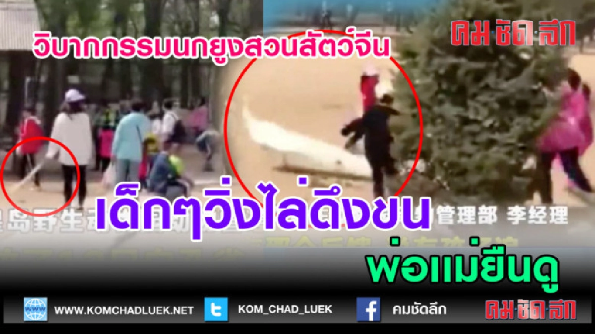 (คลิปข่าว)วิบากกรรมนกยูงสวนสัตว์จีนเด็กๆวิ่งไล่ดึงขน (คลิปข่าว)วิบากกรรมนกยูงสวนสัตว์จีนเด็กๆวิ่งไล่ดึงขน
