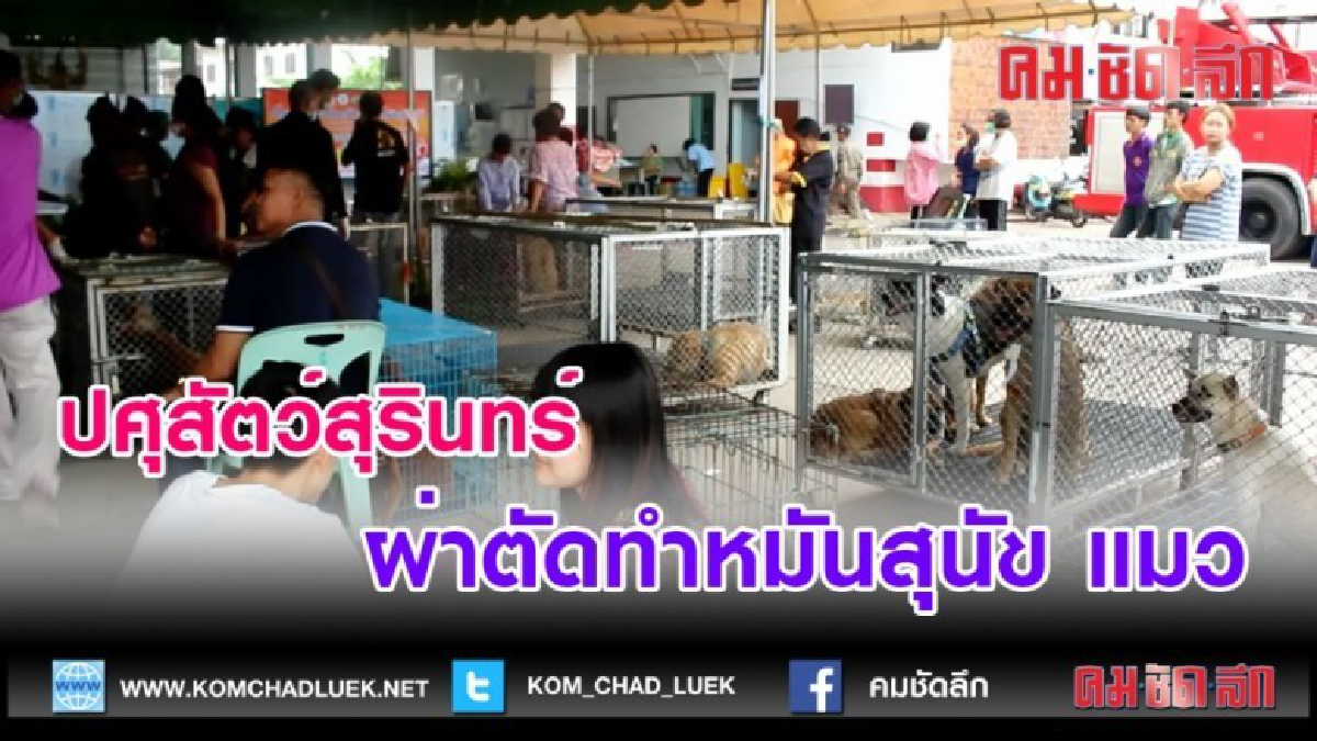  (คลิปข่าว)ปศุสัตว์สุรินทร์ลงพื้นที่ผ่าตัดทำหมันสุนัข แมว