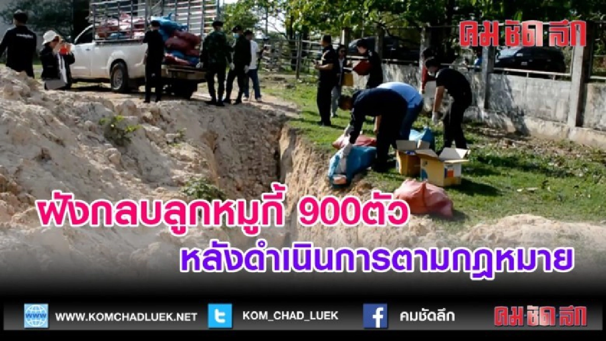 (คลิปข่าว)ฝังกลบลูกหมูกี้ 900ตัวหลังดำเนินการตามกฎหมาย