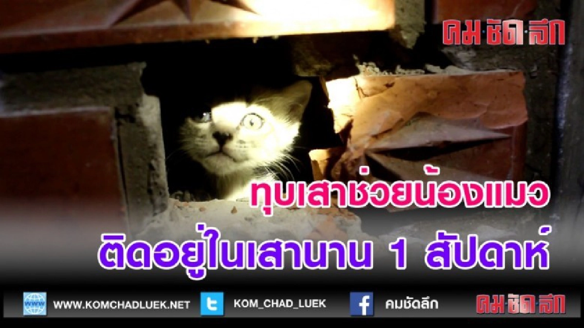 (คลิปข่าว)ทุบเสาปูนร้านอาหารช่วยชีวิตแมวน้อยติดอยู่ในเสา