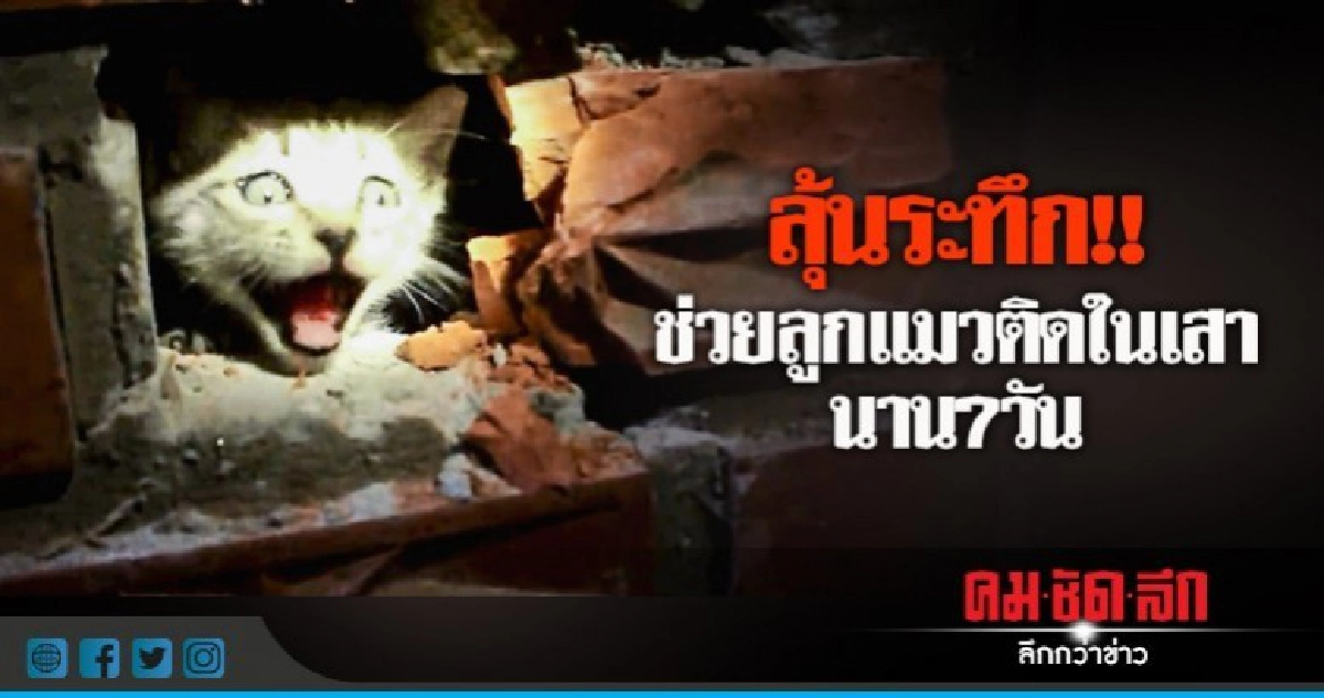 ลุ้นระทึก !! ช่วยลูกแมวติดในเสานาน 7 วัน ลุ้นระทึก !! ช่วยลูกแมวติดในเสานาน 7 วัน