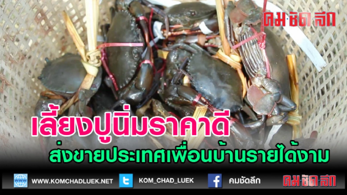 (คลิปข่าว) เลี้ยงปูนิ่มส่งขายประเทศเพื่อนบ้านรายได้งาม