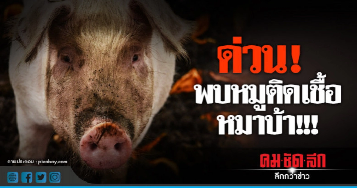 "โคราช"พบหมูติดเชื้อหมาบ้า !!!