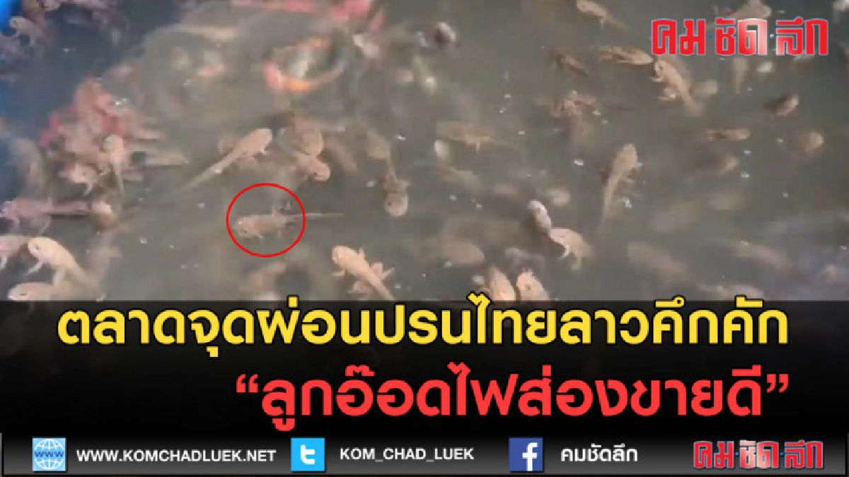 (คลิปข่าว) ตลาดจุดผ่อนปรนไทยลาวคึกคักลูกอ๊อดไฟส่องขายดี