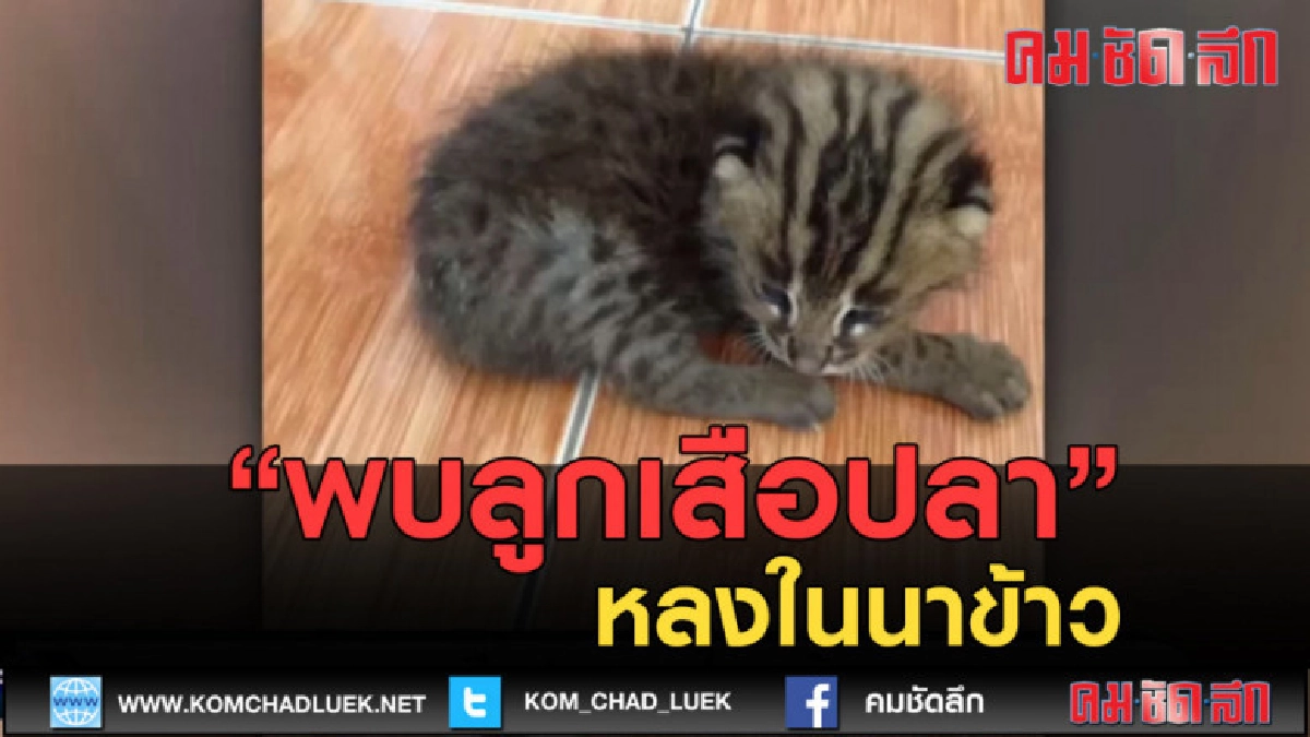 (คลิปข่าว) พบลูกเสือปลา หลงในนาข้าว จ.สงขลา (คลิปข่าว) พบลูกเสือปลา หลงในนาข้าว จ.สงขลา