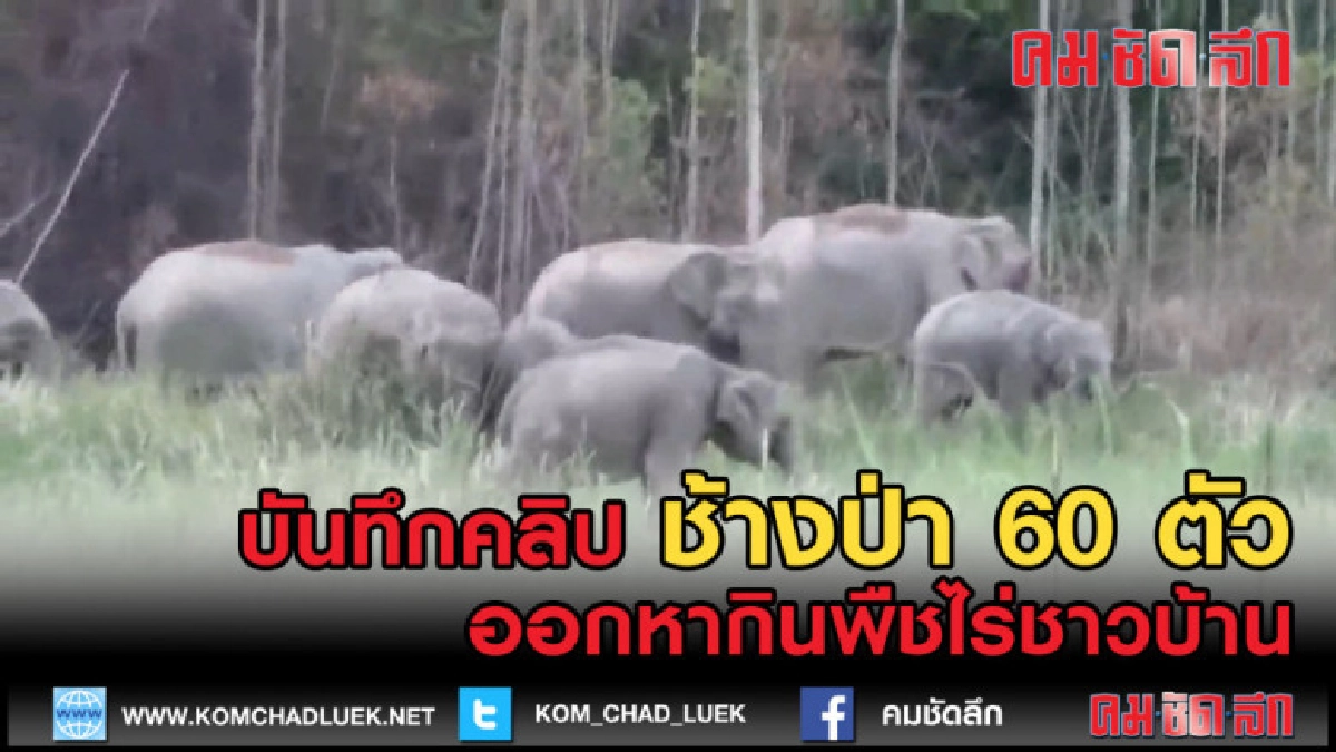 (คลิปข่าว) จนท.บันทึกคลิปช้างป่า 60 ตัวออกหากินพืชไร่ชาวบ้าน (คลิปข่าว) จนท.บันทึกคลิปช้างป่า 60 ตัวออกหากินพืชไร่ชาวบ้าน