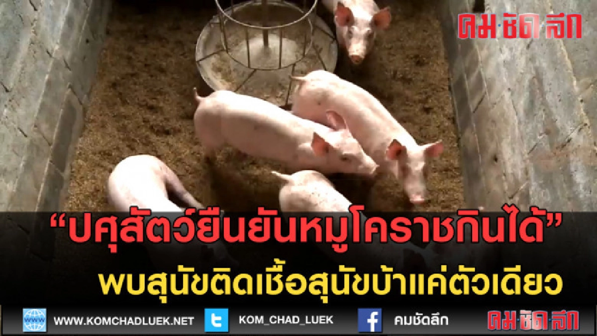 (คลิปข่าว) ปศุสัตว์ยืนยันหมูโคราชกินได้ (คลิปข่าว) ปศุสัตว์ยืนยันหมูโคราชกินได้