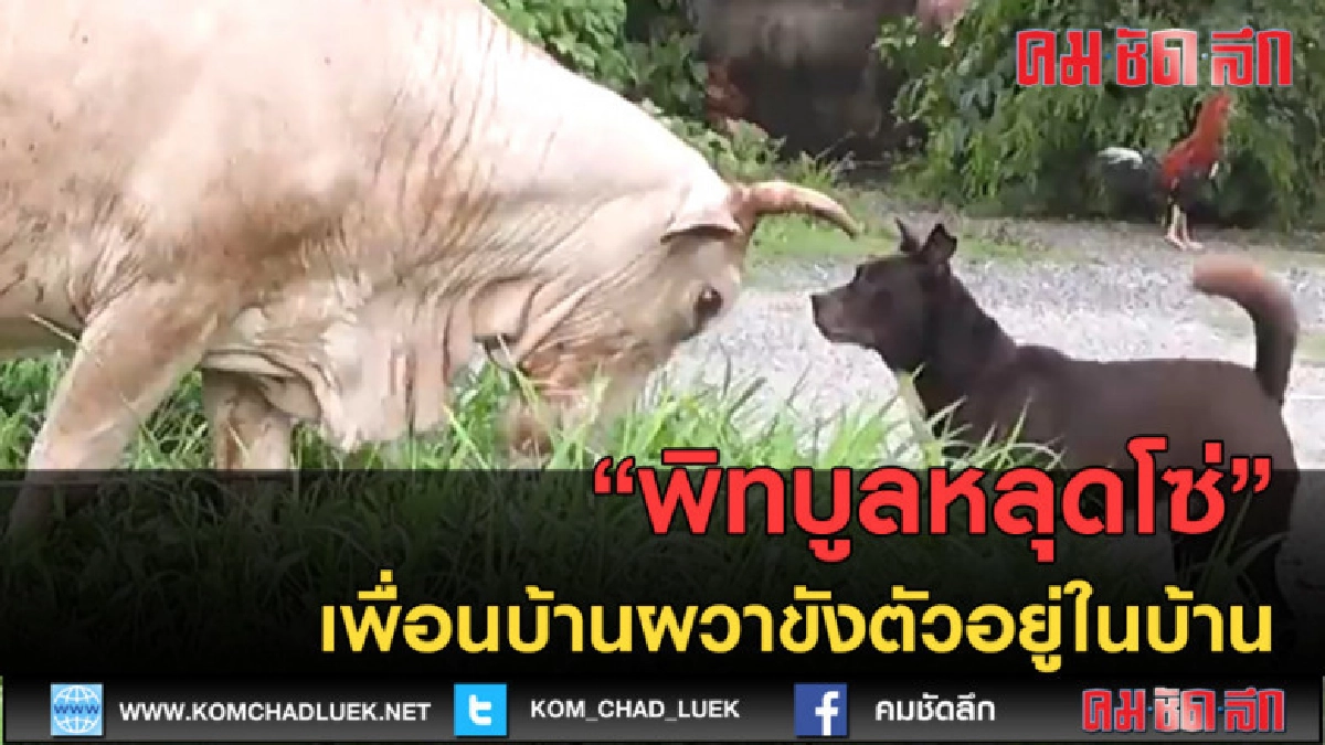 (คลิปข่าว) สุดช็อค!!พิทบูลเครียดจัดกัดเจ้าของรอดหวุดหวิด (คลิปข่าว) สุดช็อค!!พิทบูลเครียดจัดกัดเจ้าของรอดหวุดหวิด