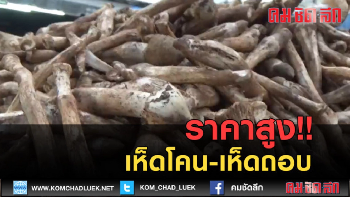 (คลิปข่าว) ฝนชุกเห็ดโคน-เห็ดถอบขายราคาสูงขีดละ70-80บ. (คลิปข่าว) ฝนชุกเห็ดโคน-เห็ดถอบขายราคาสูงขีดละ70-80บ.
