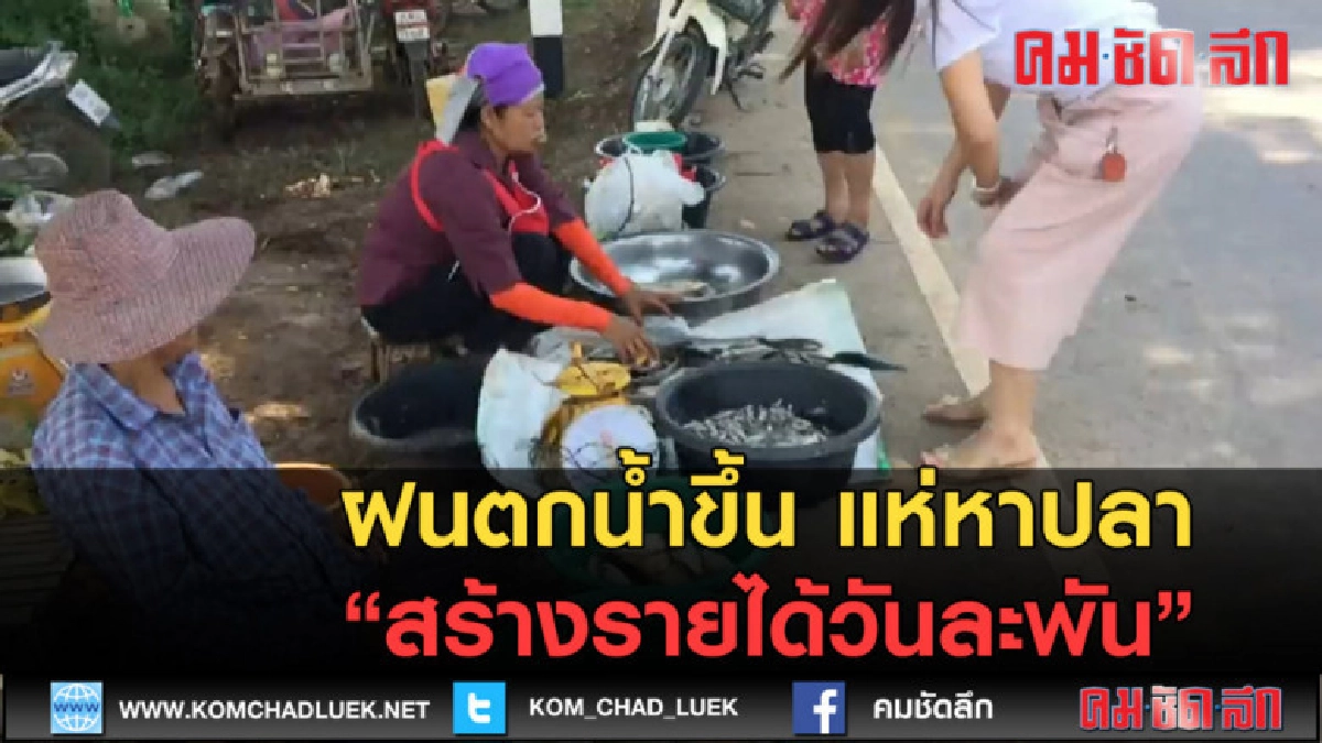(คลิปข่าว) ฝนตกน้ำขึ้น แห่หาปลาสร้างรายได้วันละพัน