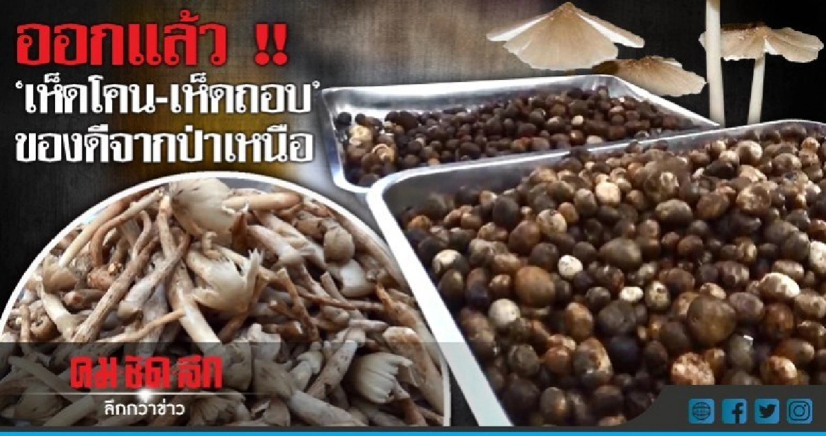 "เห็ดโคน-เห็ดถอบ" เริ่มมีขายแล้ว !!