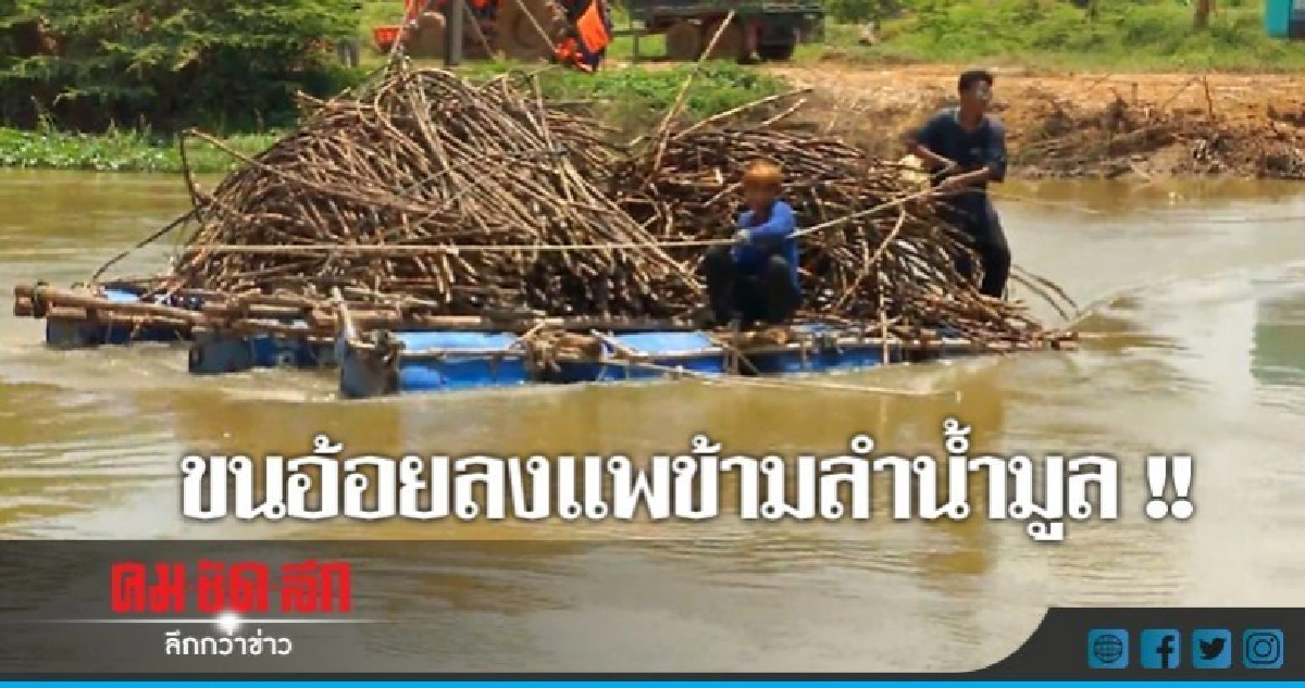อ้อยเจอฝนเป็นเชื้อราเร่งขนย้ายใส่แพข้ามน้ำ !! อ้อยเจอฝนเป็นเชื้อราเร่งขนย้ายใส่แพข้ามน้ำ !!