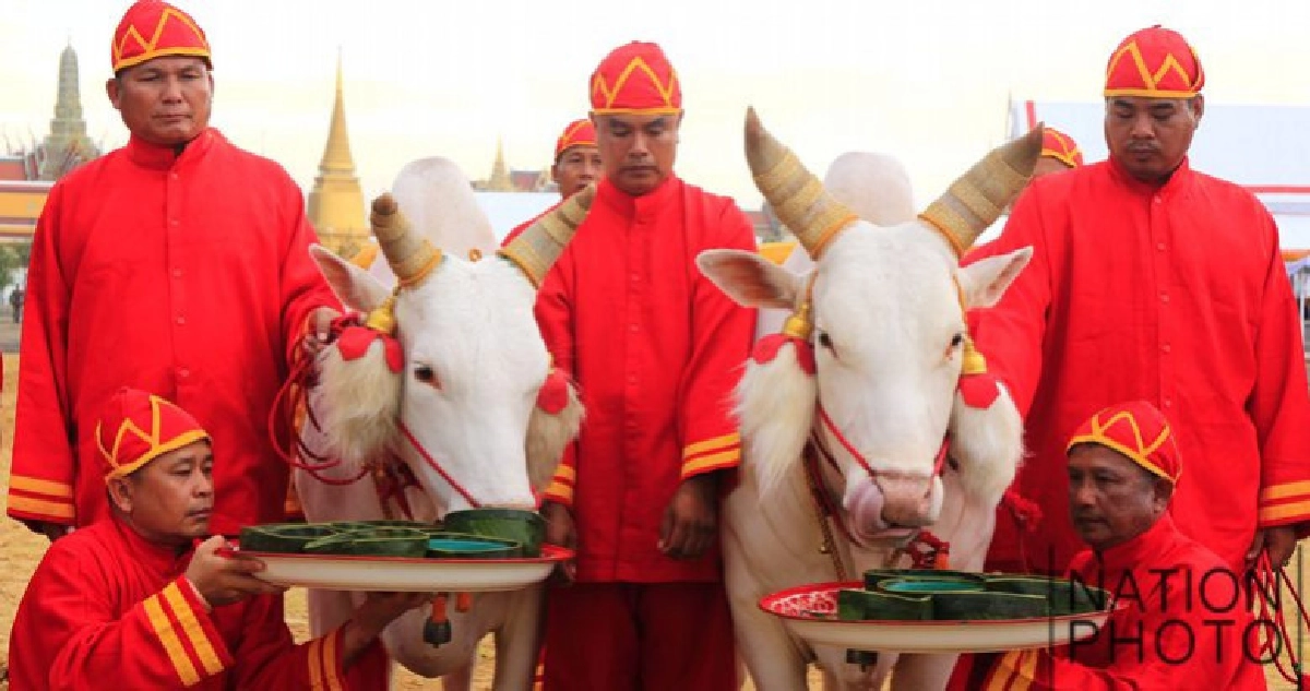 ซ้อมใหญ่งานพระราชพิธีพืชมงคลจรดพระนังคัลแรกนาขวัญ(ภาพชุด) ซ้อมใหญ่งานพระราชพิธีพืชมงคลจรดพระนังคัลแรกนาขวัญ(ภาพชุด)