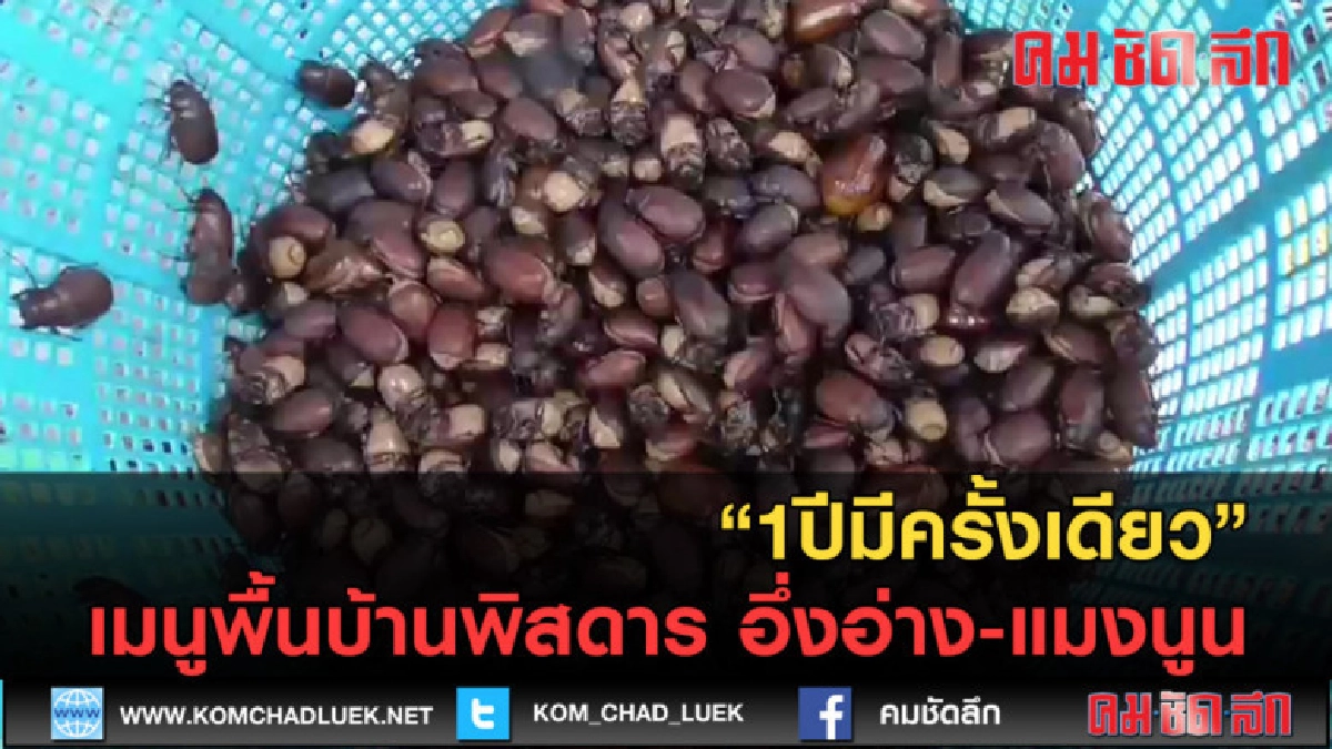 (คลิปข่าว)1ปีมีครั้งเดียว เมนูพื้นบ้านพิสดาร อึ่งอ่าง-แมงนูน