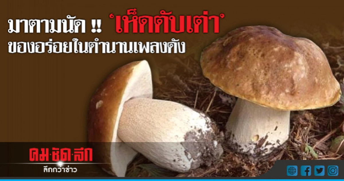 เห็ดในตำนานกิโลกรัมละ 250 บาท เห็ดในตำนานกิโลกรัมละ 250 บาท