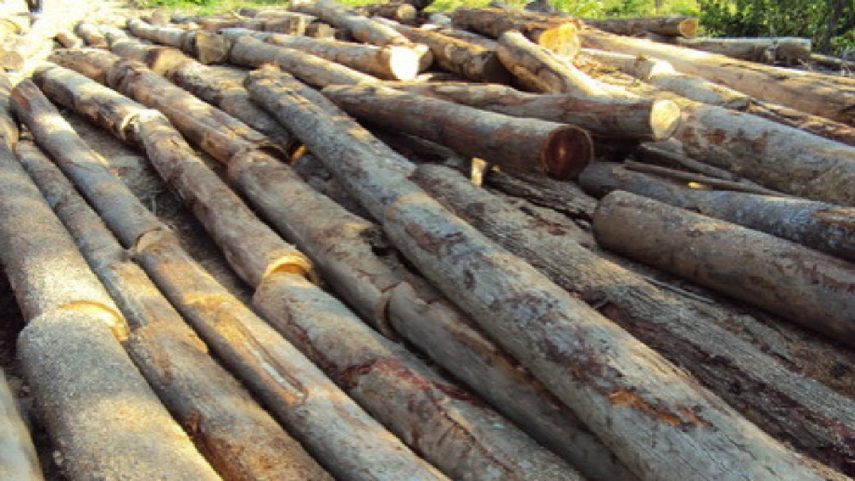 'อ.อ.ป.' เล็งต่อยอดผลงงาน ผลิตภัณฑ์ไม้เชิงนวัตกรรม