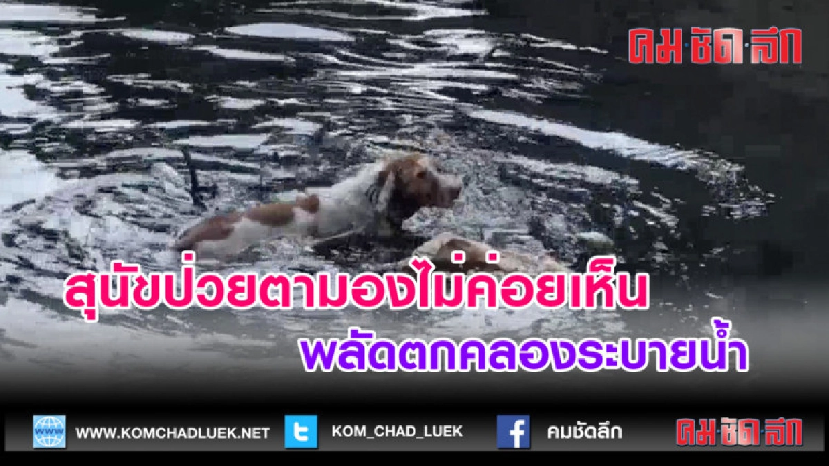 (คลิปข่าว) สุนัขป่วยตามองไม่ค่อยเห็นพลัดตกคลองระบายน้ำ (คลิปข่าว) สุนัขป่วยตามองไม่ค่อยเห็นพลัดตกคลองระบายน้ำ