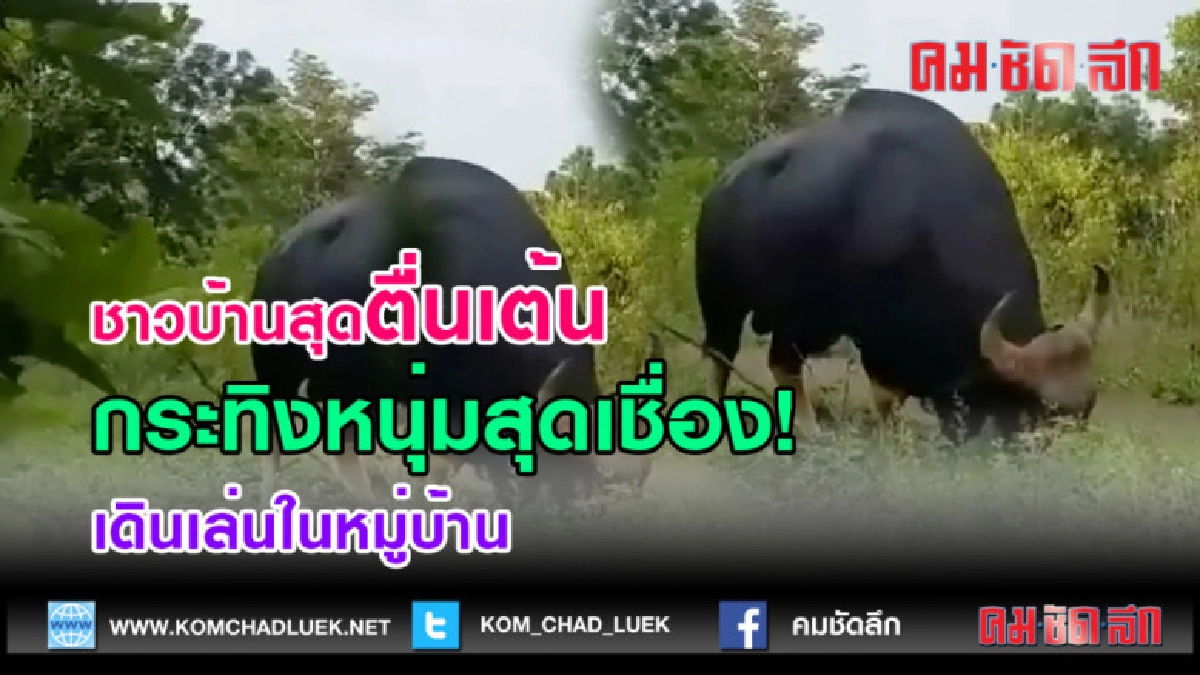 (คลิปข่าว) ชาวบ้านสุดตื่นเต้นถ่ายคลิปวัวกระทิงหนุ่มสุดเช่ือง (คลิปข่าว) ชาวบ้านสุดตื่นเต้นถ่ายคลิปวัวกระทิงหนุ่มสุดเช่ือง