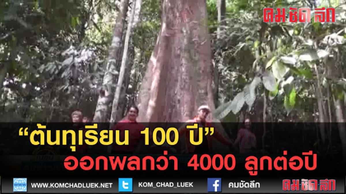 (คลิปข่าว) ต้นทุเรียนยักษ์ อายุกว่า 100 ปี