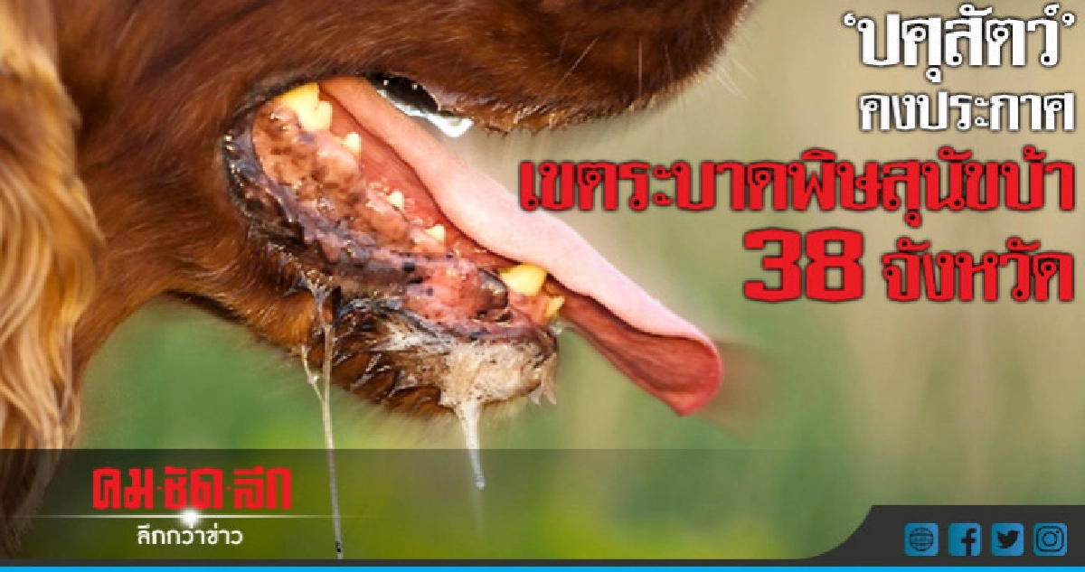 "ปศุสัตว์"คงประกาศเขตระบาดพิษสุนัขบ้า 38 จังหวัด "ปศุสัตว์"คงประกาศเขตระบาดพิษสุนัขบ้า 38 จังหวัด