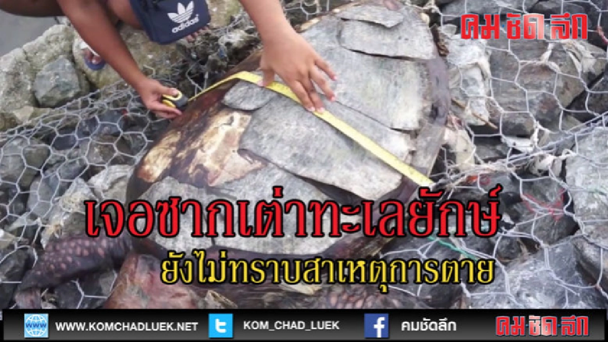 (คลิปข่าว)พบซากเต่าทะเลขนาดใหญ่ตายลอยมาติดโขดหิน (คลิปข่าว)พบซากเต่าทะเลขนาดใหญ่ตายลอยมาติดโขดหิน