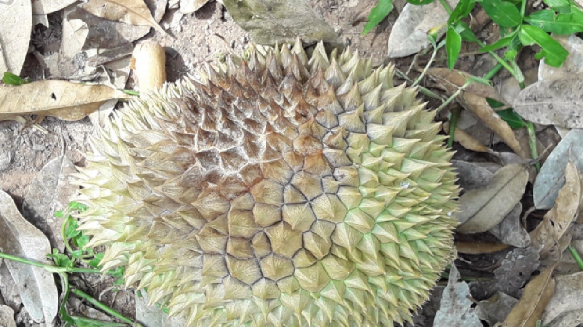  เตือนชาวสวนระวังโรครากเน่าโคนเน่าทุเรียน เหตุฝนตกต่อเนื่อง