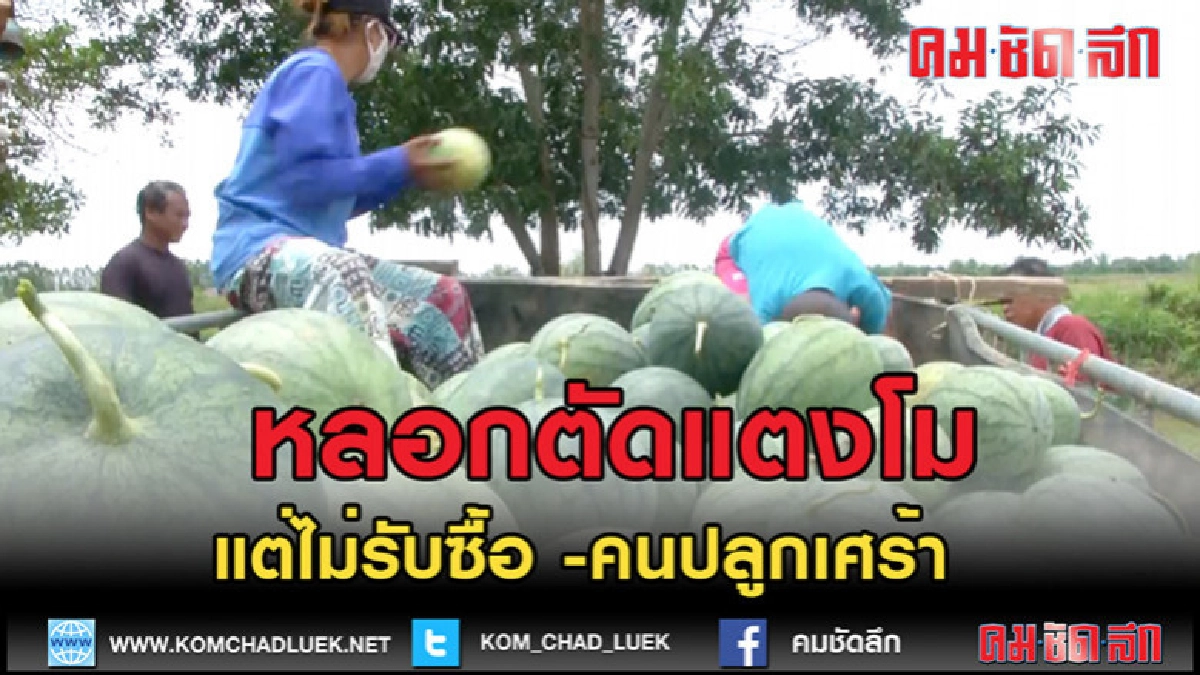 (คลิปข่าว)ถูกพ่อค้าหลอกตัดแตงโมแต่ไม่มารับซื้อ (คลิปข่าว)ถูกพ่อค้าหลอกตัดแตงโมแต่ไม่มารับซื้อ