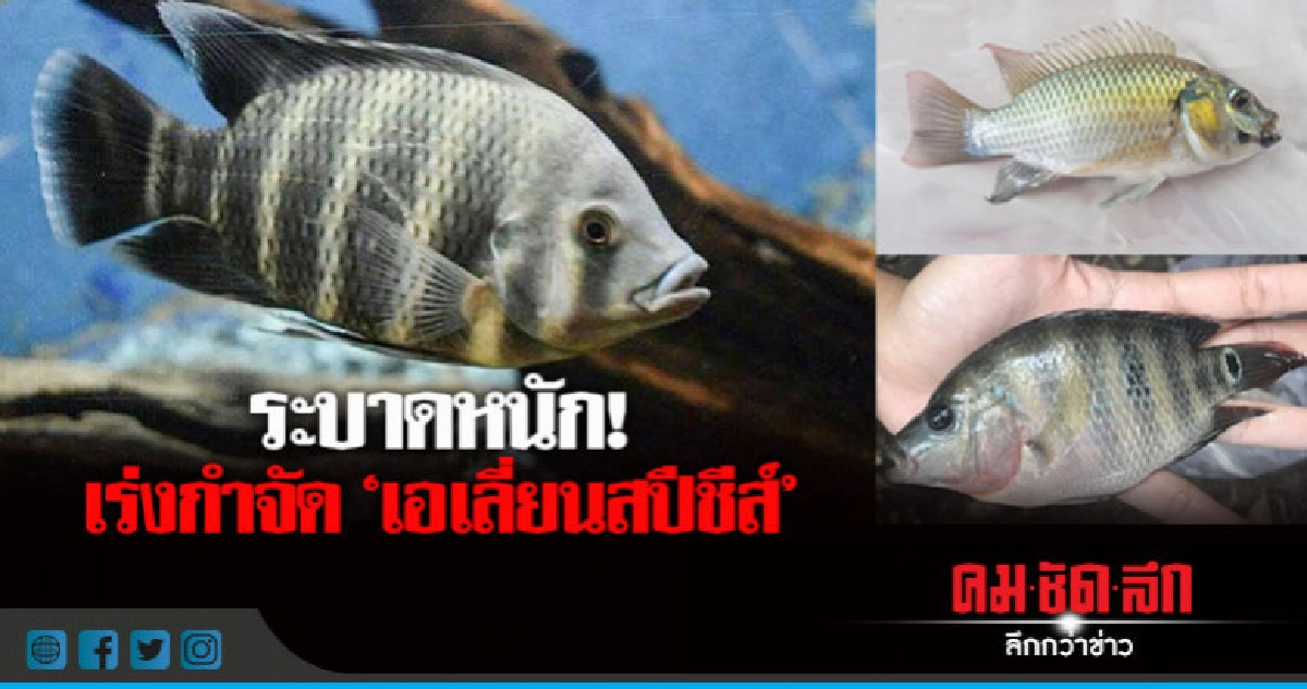 "กรมประมง"รุกกำจัด"เอเลี่ยนสปีชีส์" ระบาดหนัก "กรมประมง"รุกกำจัด"เอเลี่ยนสปีชีส์" ระบาดหนัก