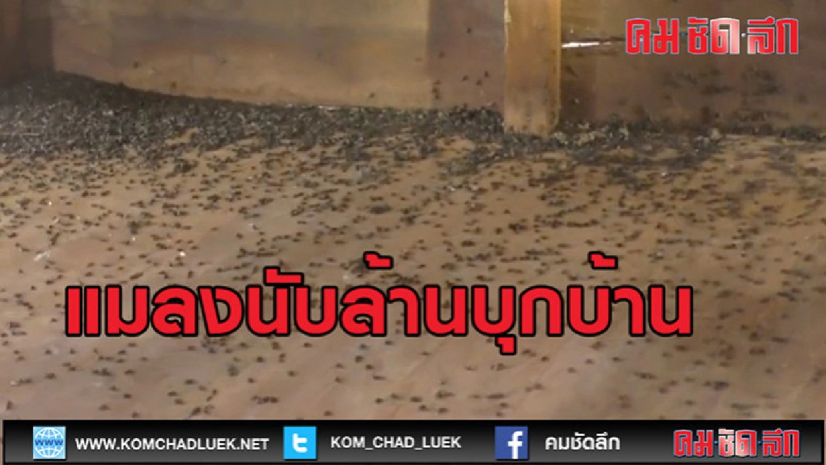 (คลิปข่าว)แมลงปีกแข็งนับล้านบุกบ้าน