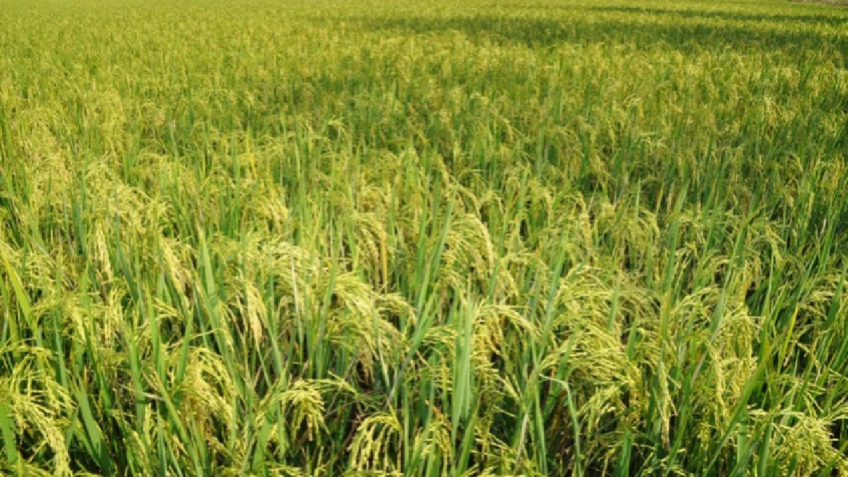 เฟ้นหา !  นาแปลงใหญ่ปลูกข้าวลดเบาหวาน !!!