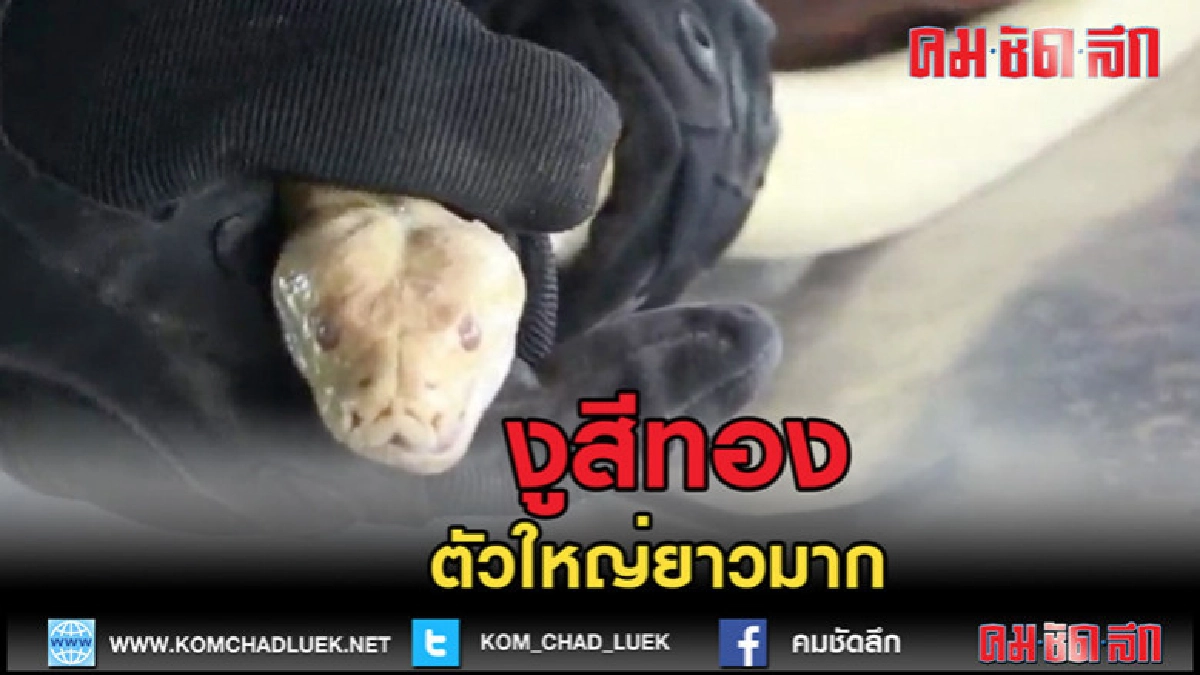 (คลิปข่าว)เกี่ยวหญ้าพบงูใหญ่สีทอง