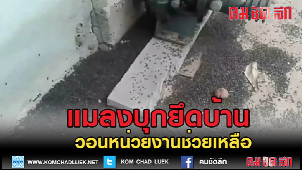 (คลิปข่าว)แมลงปีกแข็งบุกยึดบ้าน