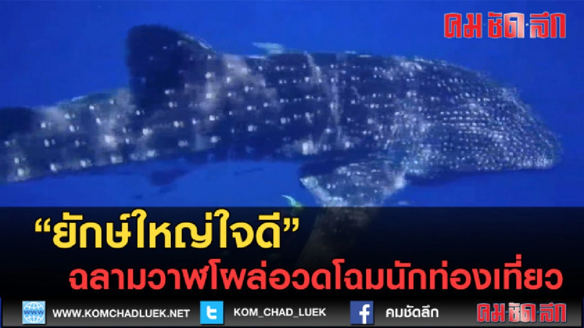 (คลิปข่าว) ยักษ์ใหญ่ผู้ใจดี ฉลามวาฬโผล่อวดโฉมนักท่องเที่ยว (คลิปข่าว) ยักษ์ใหญ่ผู้ใจดี ฉลามวาฬโผล่อวดโฉมนักท่องเที่ยว