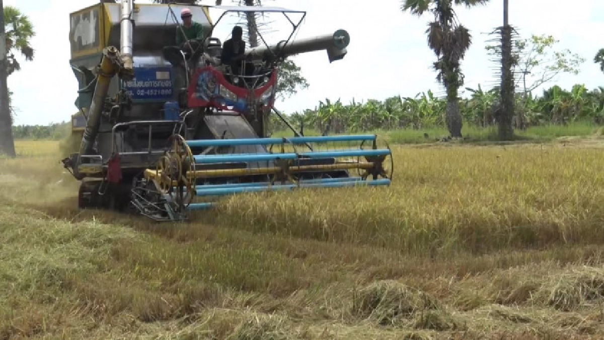 สศก. แจงดัชนีรายได้เกษตรกรผู้ปลูกข้าวช่วง 4 เดือนรายได้พุ่ง